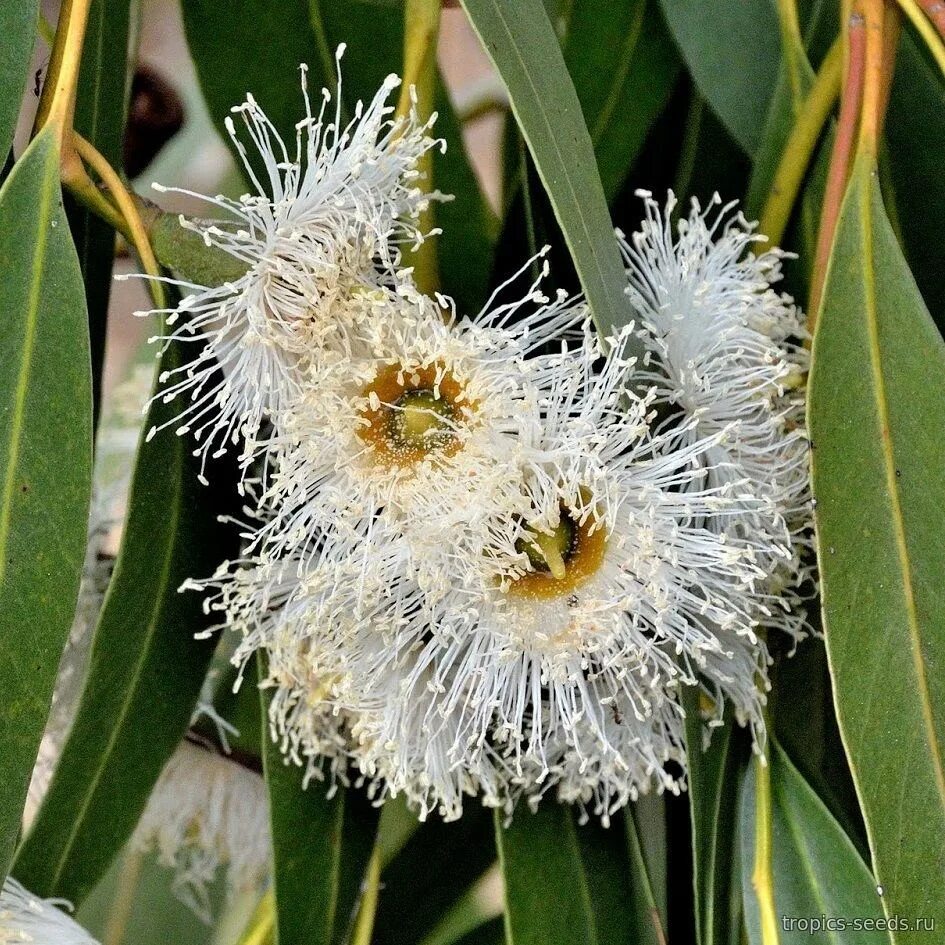 Как вырастить эвкалипт. Eucalyptus citriodora эвкалипт лимонный. эвкалипт лимонный флагман. эвкалипт лимонный семена. эвкалипт лимонный бонсай.