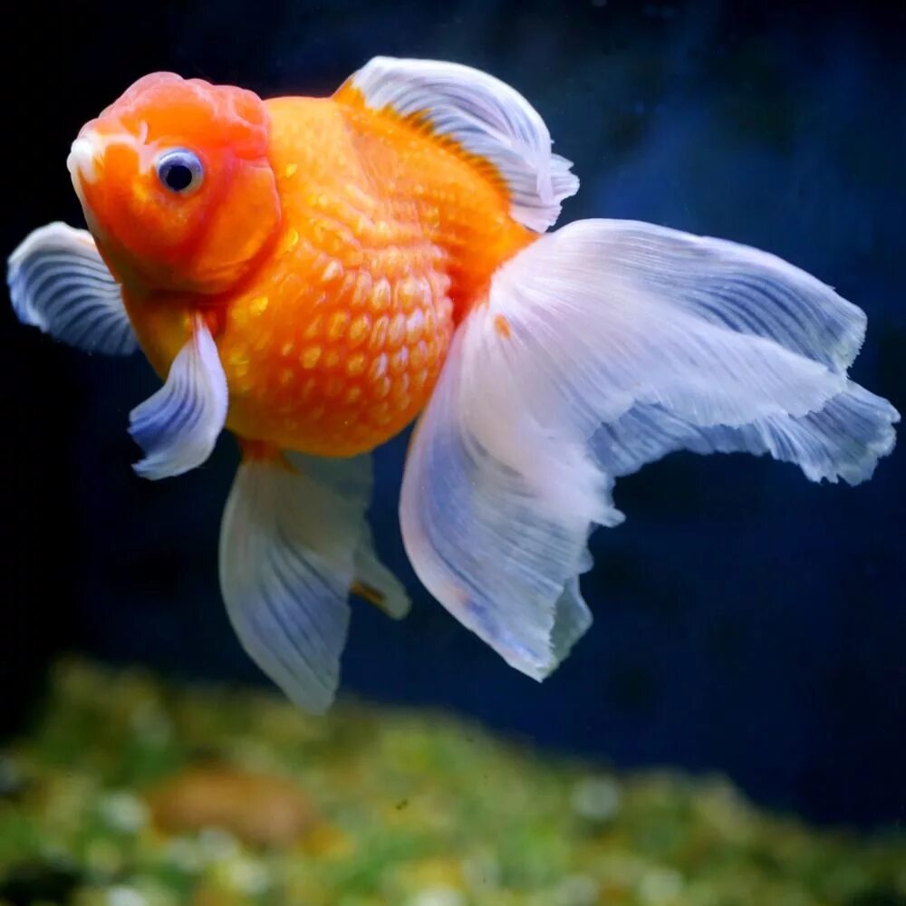 Аквариумная рыба золотая рыбка. Тосакин Золотая рыбка. Жемчужинка рыбка аквариумная. Золотая рыбка Жемчужина львиноголовая. Вуалехвост рыбка аквариумная.