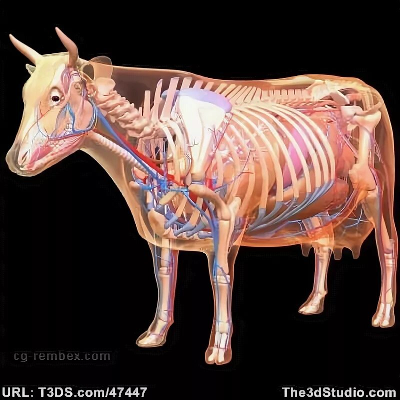 Cow model