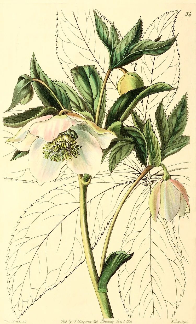 Геллеборус Ботаническая иллюстрация. Морозник ботаника. Хелоборус Ориенталис. Морозник Ботаническая иллюстрация. Красивая ботаника