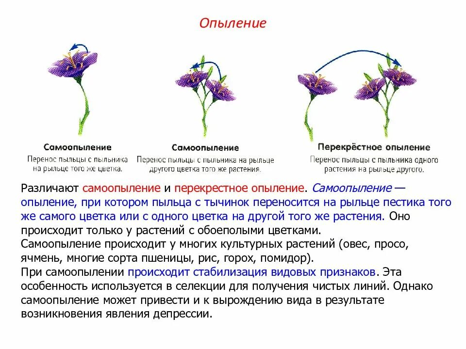 Самоопыление душистого горошка. Самоопыление растений. перекрестное опыление растений. самоопыление и перекрестное опыление. самоопыление цветка.