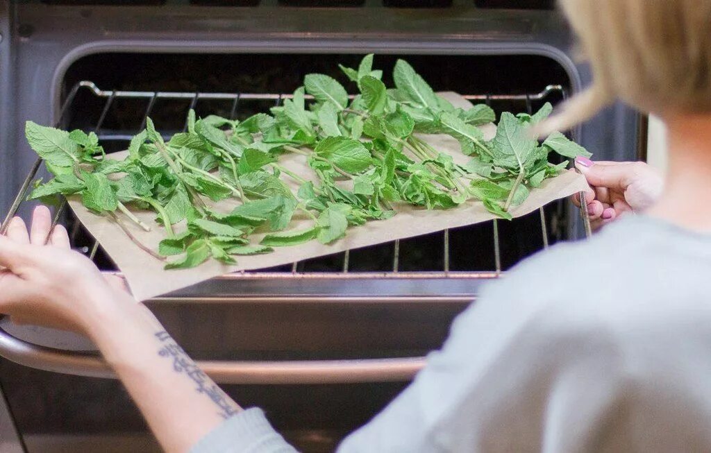 Сушка трав для чая. Мята ароматное наслаждение. Сушка мяты. Хранение мяты. Сушка лекарственных трав.