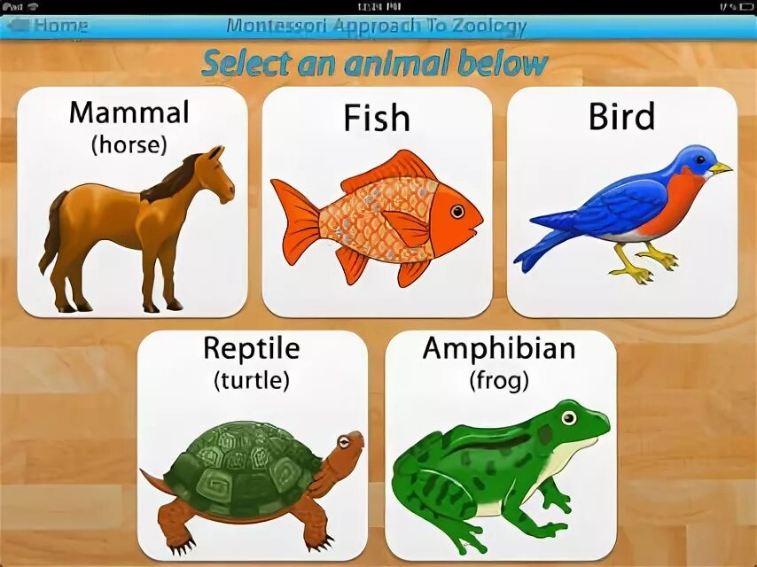 Reptiles mammals. Млекопитающие птицы. Млекопитающие рыбы птицы. Types of mammals. Пресмыкающиеся птицы.
