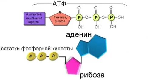 Схема строения молекулы АТФ. АТФ рисунок биология. Формула АТФ биология. Строение мономера АТФ.