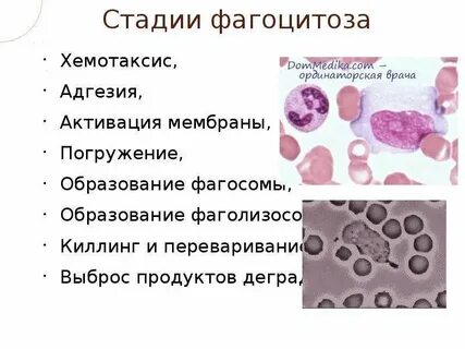 В основе лежит фагоцитоз