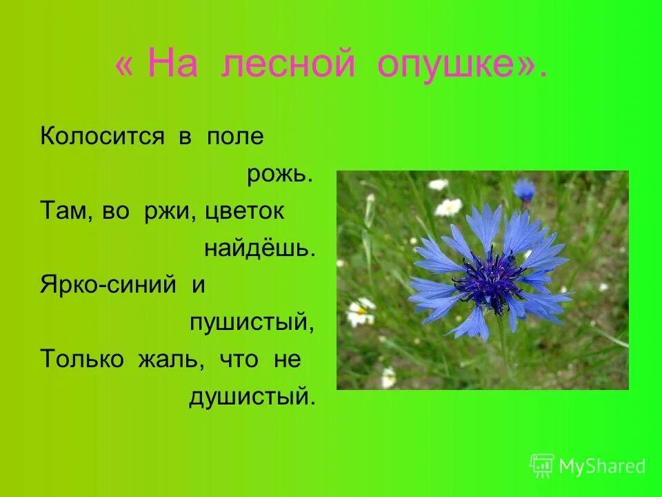 Колосится в поле рожь там во ржи цветок найдешь. Колоситсяв поле рож там во ржи цветок найдеж. Загадки с ответами колосится в поле рожь. Описание опушки леса.