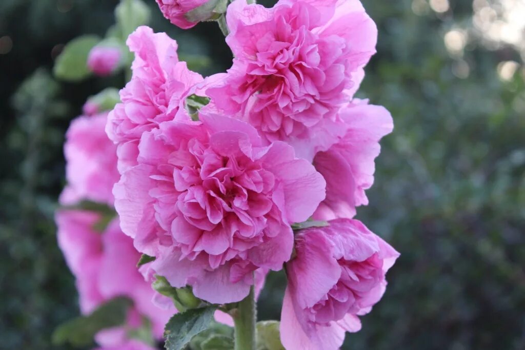 мальва махровая. мальва махровая. шток роза йеллоу. мальва махровая. шток роза мажоретта.