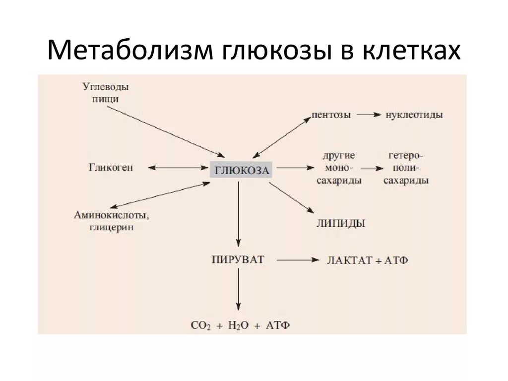Поступление глюкозы в клетки происходит путем. Схема общих путей метаболизма глюкозы. схема основных путей метаболизма глюкозы в организме. общая схема энергетического обмена глюкозы. пути обмена глюкозы: схема,.