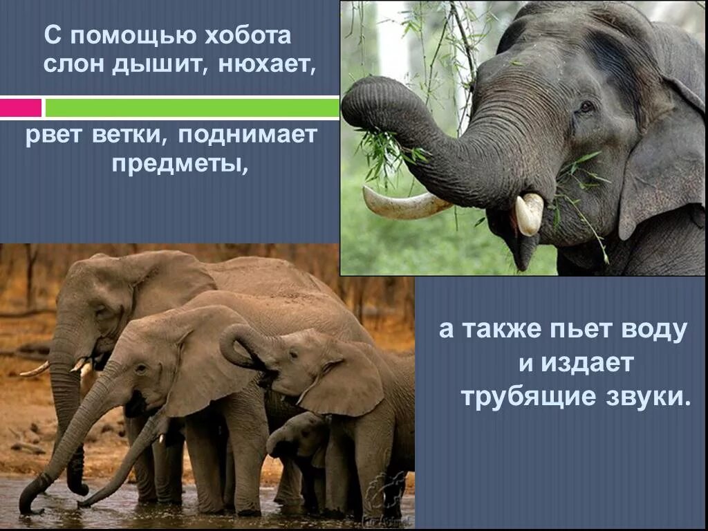 Факты о слонах. Интересные факты о слоне. Интересные факты о слонах. Интересные факты про слана. Слон в какой природной зоне