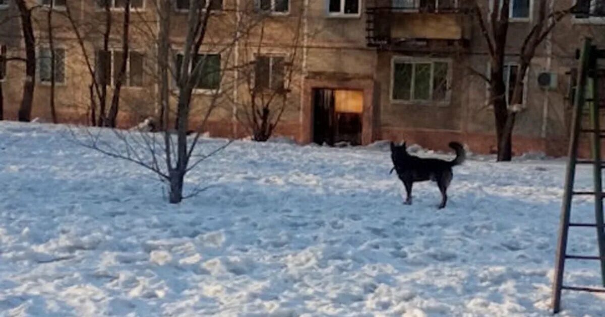 Город Вязьма собаки нападают на детей. Нападение собак Комсомольск.