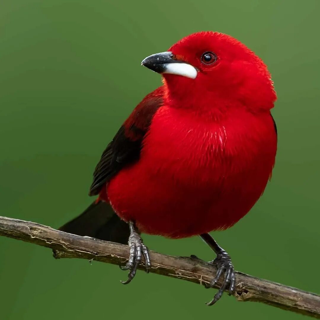 Картинки красная птица