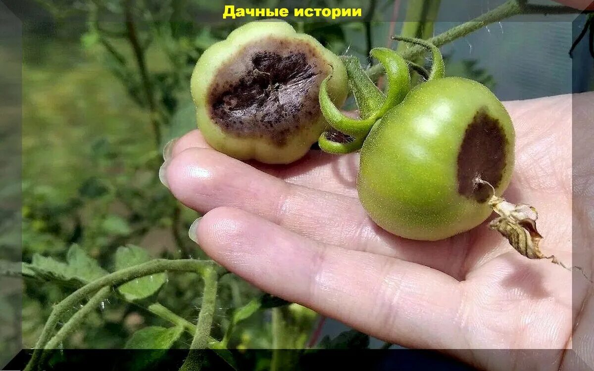Вершинная гниль на помидорах. Верховая гниль на помидорах. Фото вершинной гнили томатов. Профилактика вершинной гнили на томатах в открытом грунте. Фото вершинной гнили томатов.