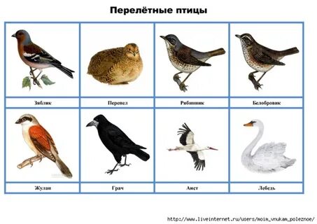 Перелетные птицы пособие