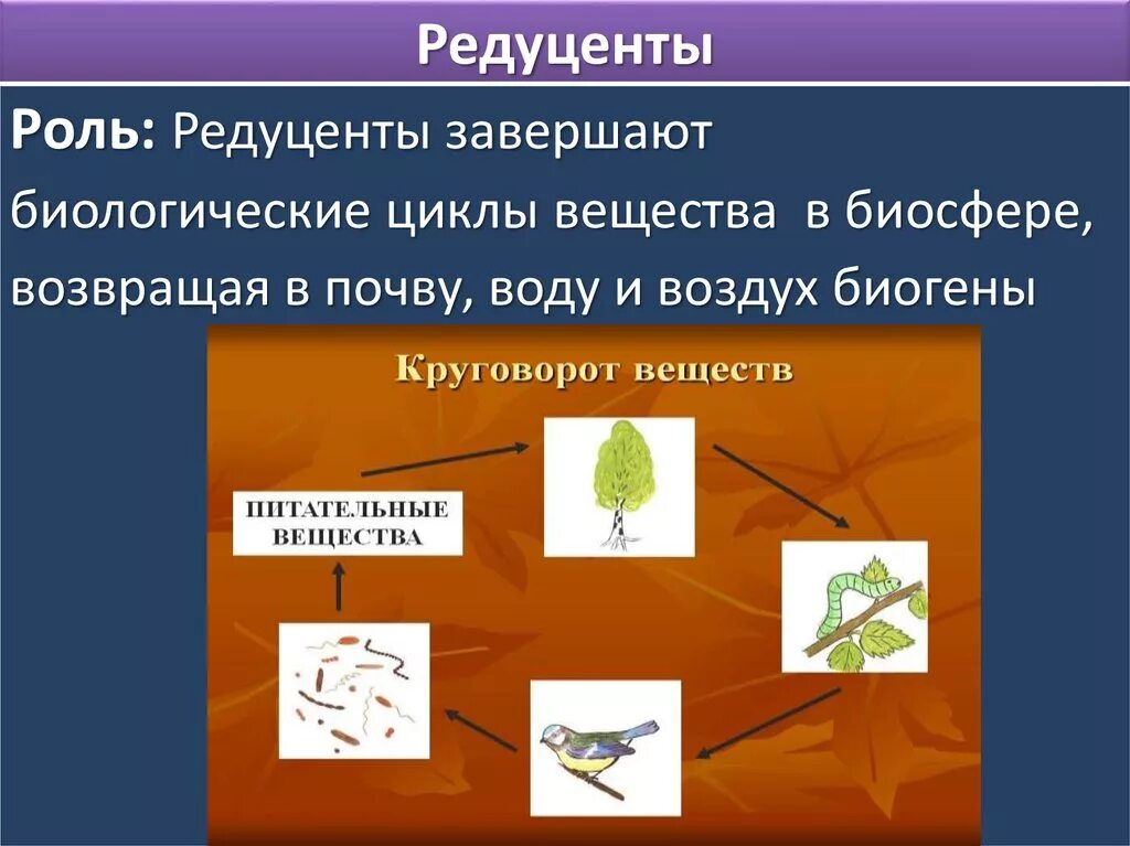 Редуценты. Редуценты их роль. Редуценты их роль в экосистеме. Редуценты роль в экосистеме.