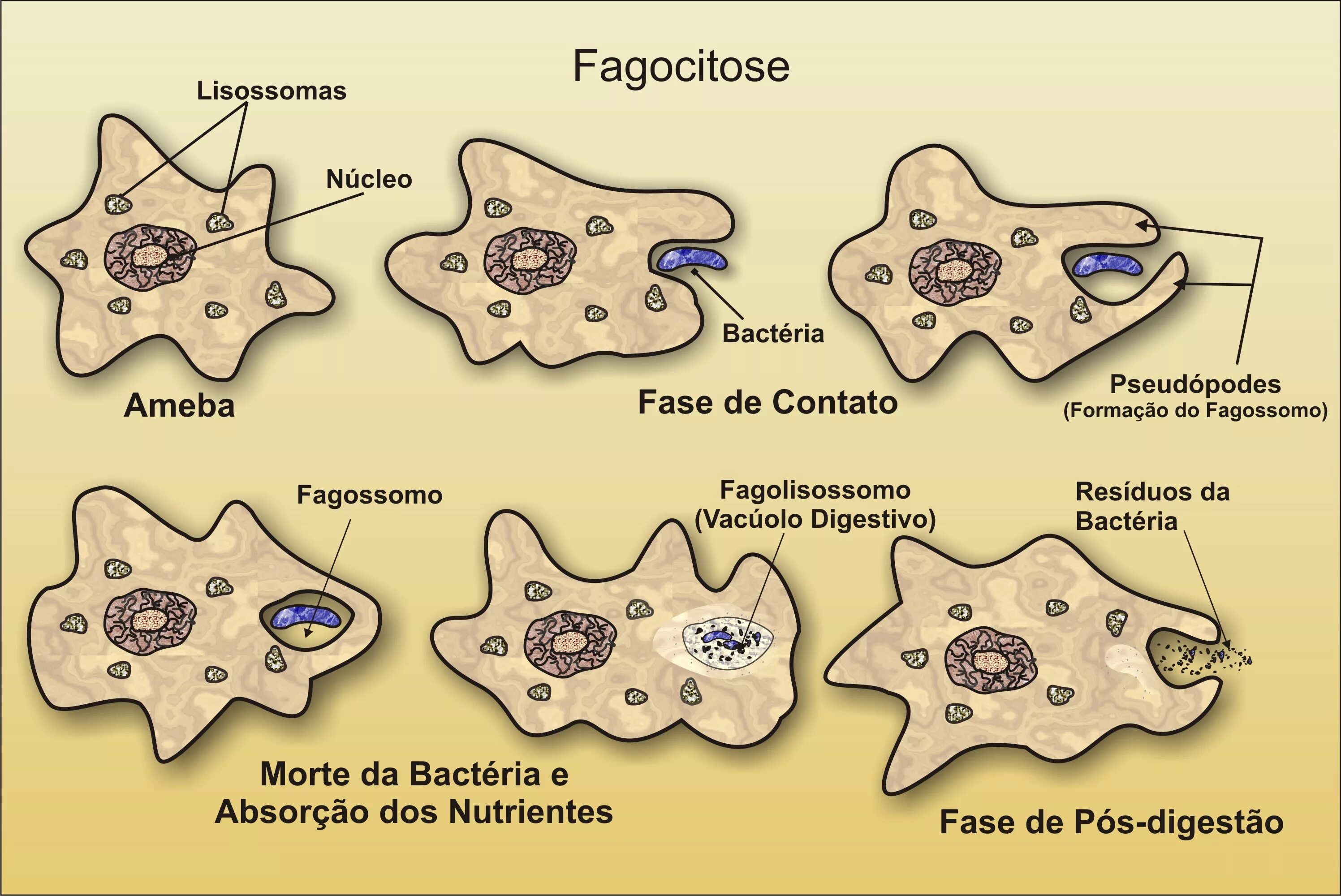 Может осуществлять фагоцитоз способен к амебоидному движению. Фагоцитоз у амёбы рисунок. Амёба обыкновенная фагоцитоз. Амеба Протей и фагоцитоз. Питание амебы фагоцитоз.