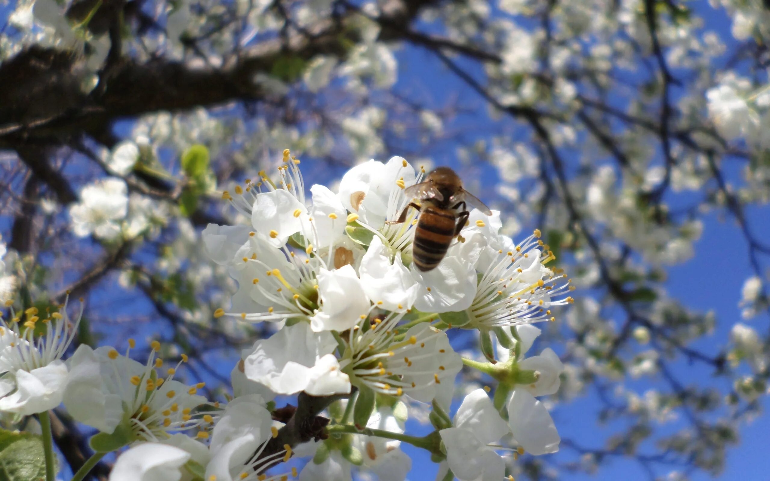 Spring main. Цветение яблони.