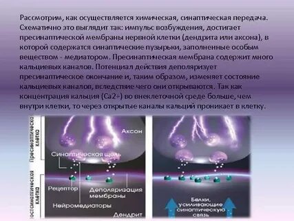 Возникновение нервных импульсов