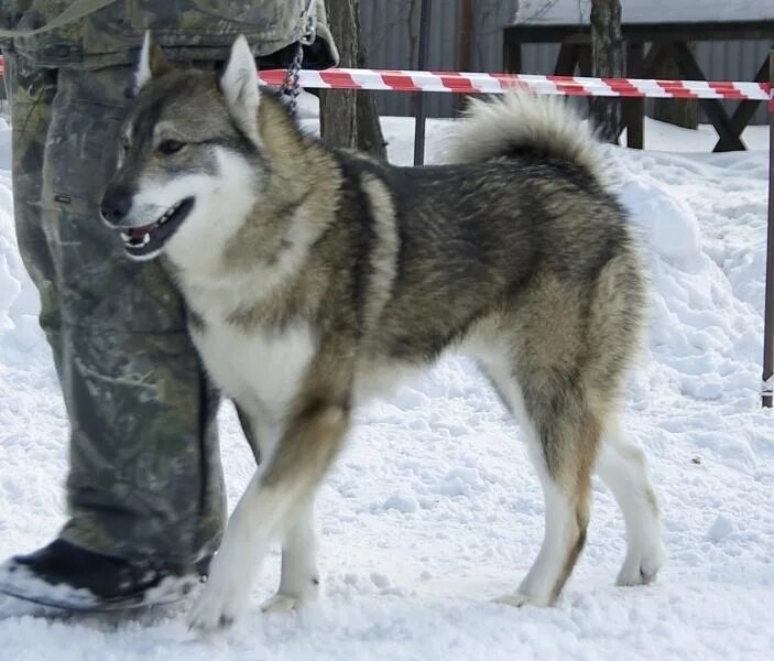 Алтай собака лайка. Зсл-90. Алтайская лайка. Лайка республика алтай. Лайка республика алтай.