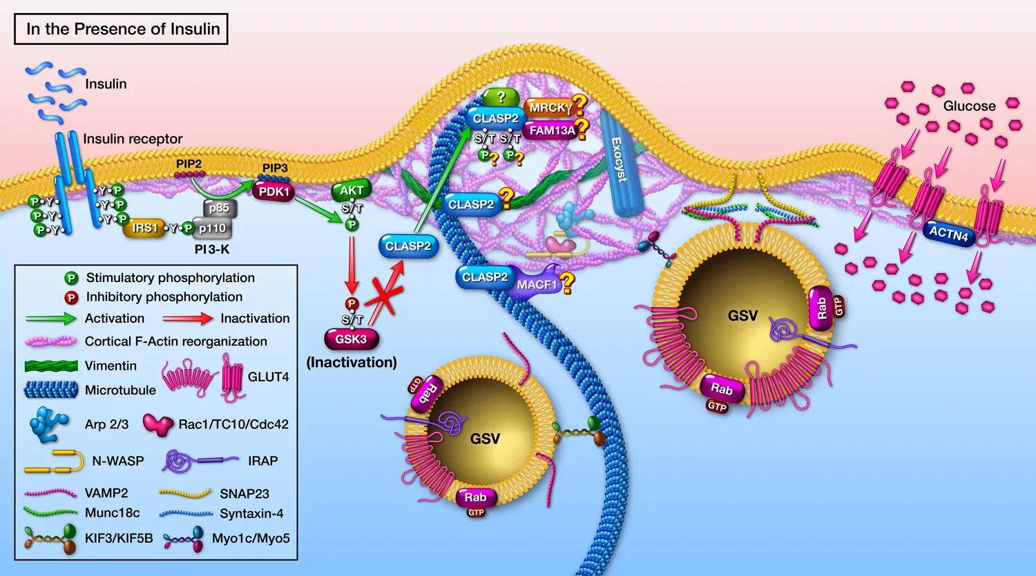 Малый круг кровообращения понятная схема. Инсулин и синтез белка. Прохождение инсулина по кровеносной системе. Схема метаболизма глюкозы в печени. Процесс выработки инсулина.
