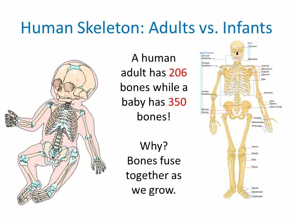 Bones how. How many bones are there in the human body. how many bones has human. скелет новорожденного ребенка анатомия на английском.