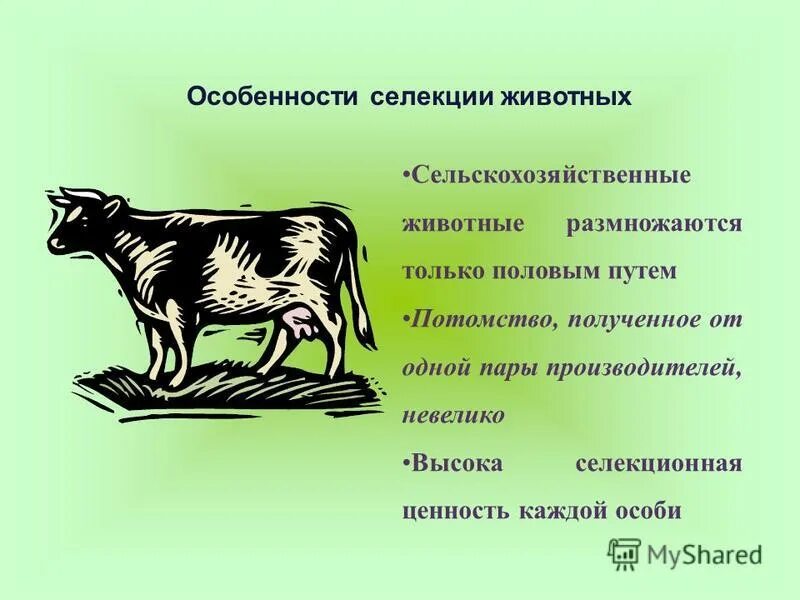 Выберите задачи селекции. Селекция животных. Методы селекции животных. В чем особенности селекции животных. Особенности метода селекции животных.