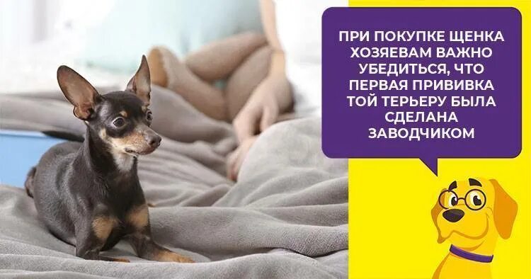 Схема прививок для щенков до года. Какие прививки делают той терьеру. Первая прививка щенку той терьера. Рабиес вакцина для собак. Нобивак для собак 2 прививка.
