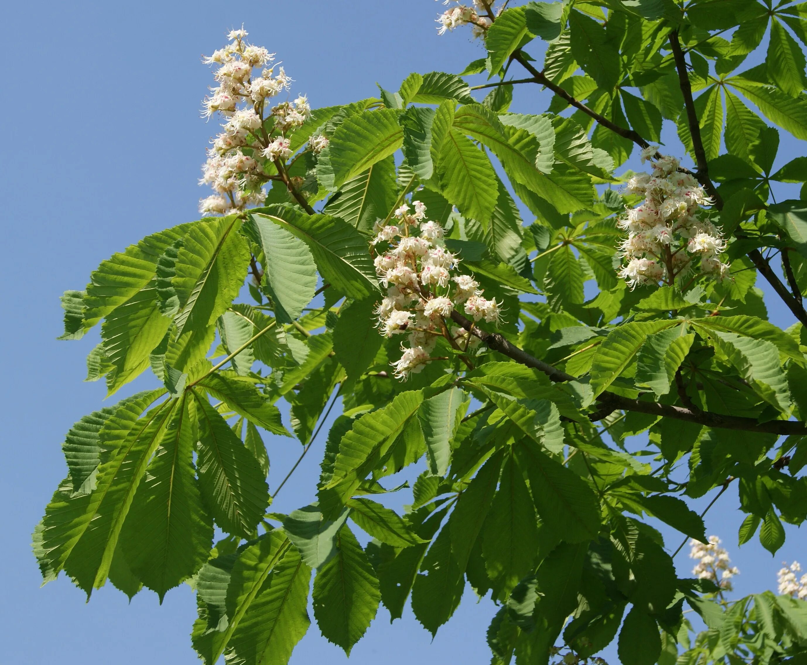 Каштан конский Пирамидалис. Каштан конский (Aesculus). Каштан Сибирский дерево. Конский каштан обыкновенный Aesculus hippocastanum. Виды каштановых