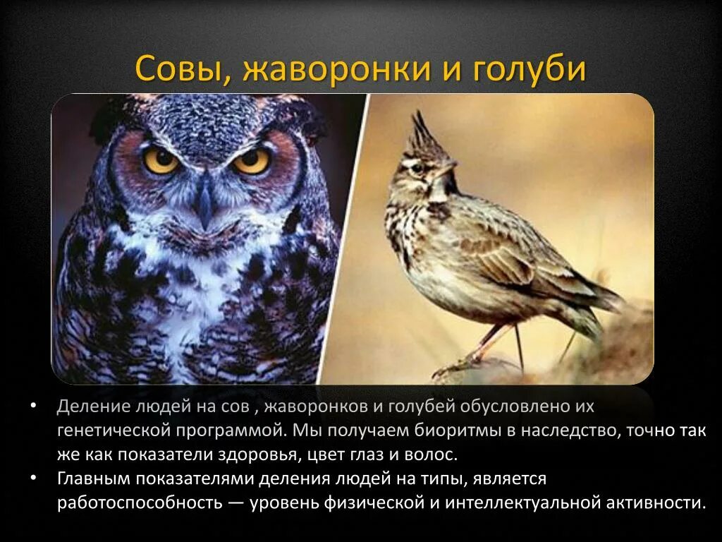 Хронотип жаворонок. Совы приколы с надписями. Совы и пожилые люди именно такие. Сова и жаворонок. Хронотип совы жаворонки голуби.