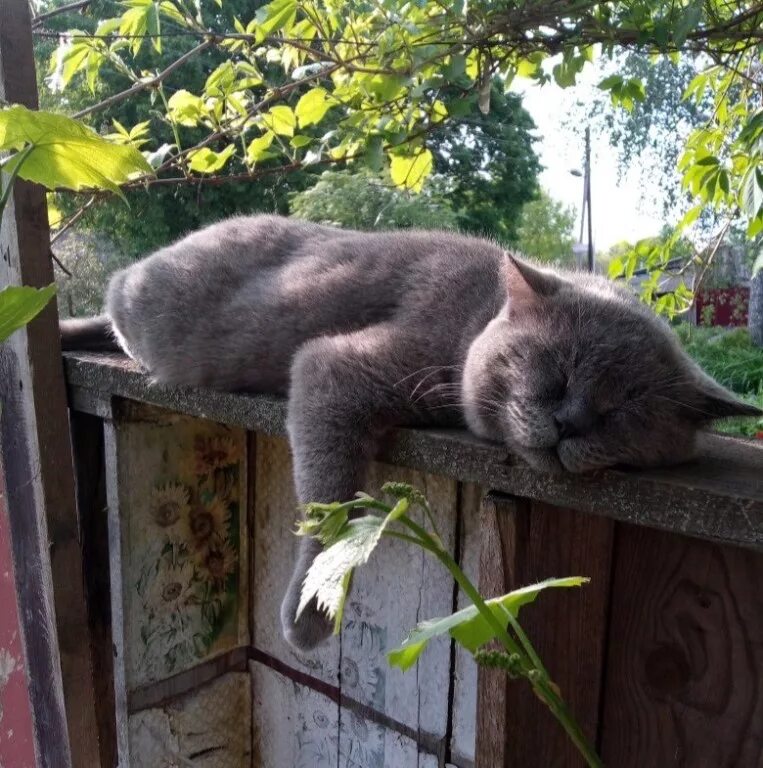 Вася скучает на даче. Хорошо на даче летом. Дача. Лето. Отпуск на даче. Жизнь на даче летом.