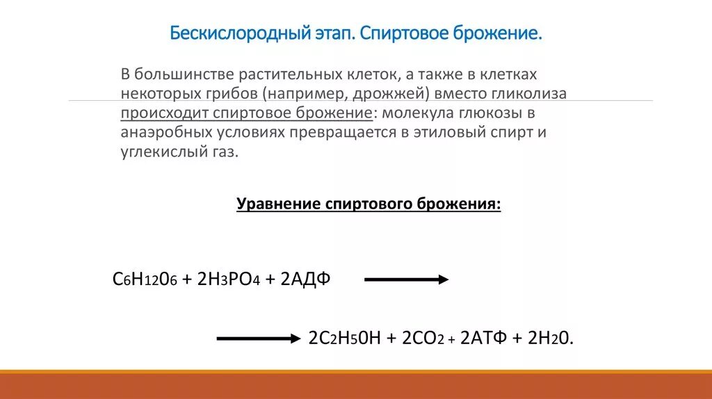 Этапы спиртового брожения. Спиртовое брожение бескислородный этап. Этапы спиртового брожения в клетках дрожжей. Где происходит спиртовое брожение. При спиртовом брожении глюкозы получен газ