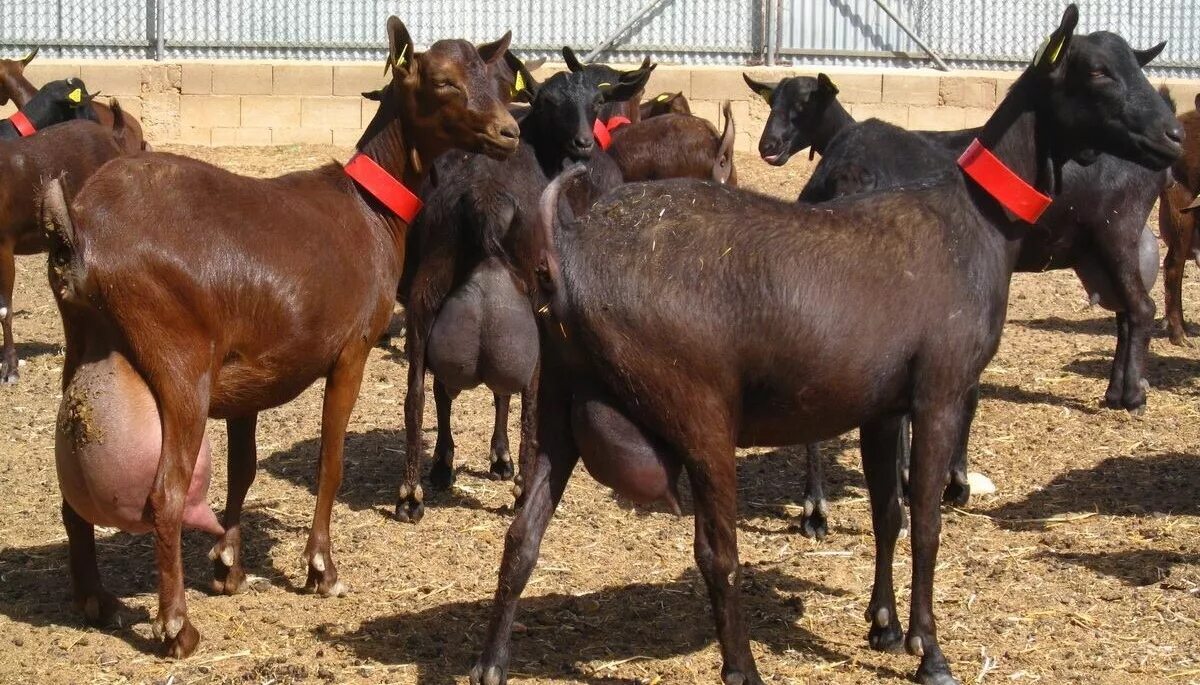 Породы коз. Молочная коза порода зааненская. Молочная порода коз. Интересные породы коз. Самые молочные козы.