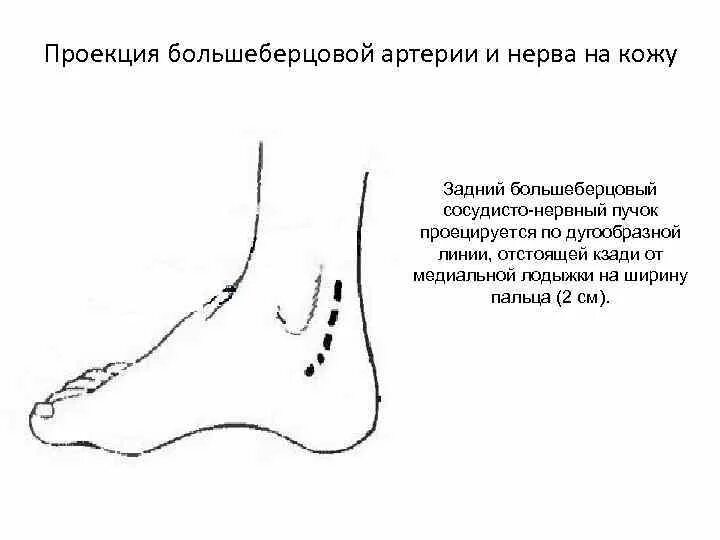 Проекция задней большеберцовой артерии. Проекционная линия большеберцового нерва. Проекционная линия большеберцовой артерии. Проекция передней и задней большеберцовой артерии. Линии подошвы