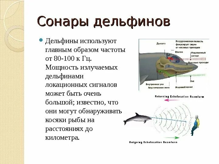 Где происходит распознавание звуков. Сонар у дельфинов. Эхолокация дельфинов. Частота звука дельфина. Частота общения дельфинов.