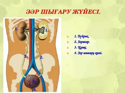 Анальды фистинг толық фотосурет