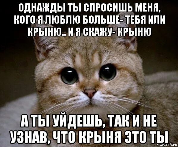 Следующий спроси. Однажды ты спросишь меня кого я люблю больше тебя или. ты спросишь меня кого я люблю больше. однажды ты спросишь меня. ты спросишь кого я люблю больше тебя или кота.