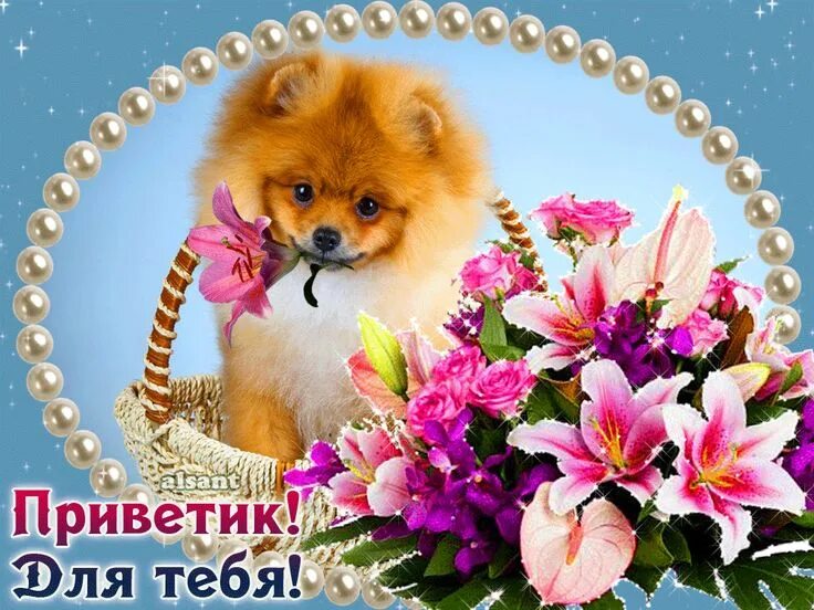 Свете хорошего дня. Поздравление с днем рождения со шпицем. открытки хорошего дня и отличного настроения. открытки приветик. открытки с большим приветом и хорошим настроением.