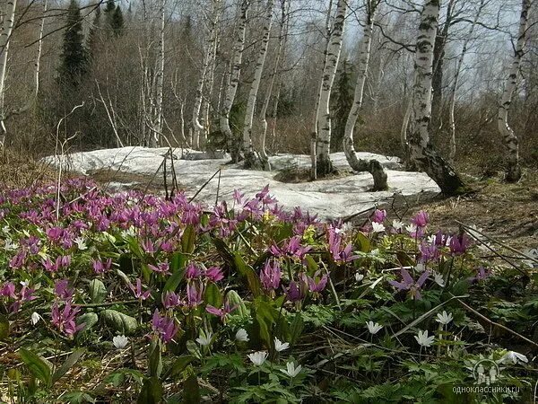 Весна проталины (57 фото) Живописные пейзажи, Пейзажи, Идеи озеленения