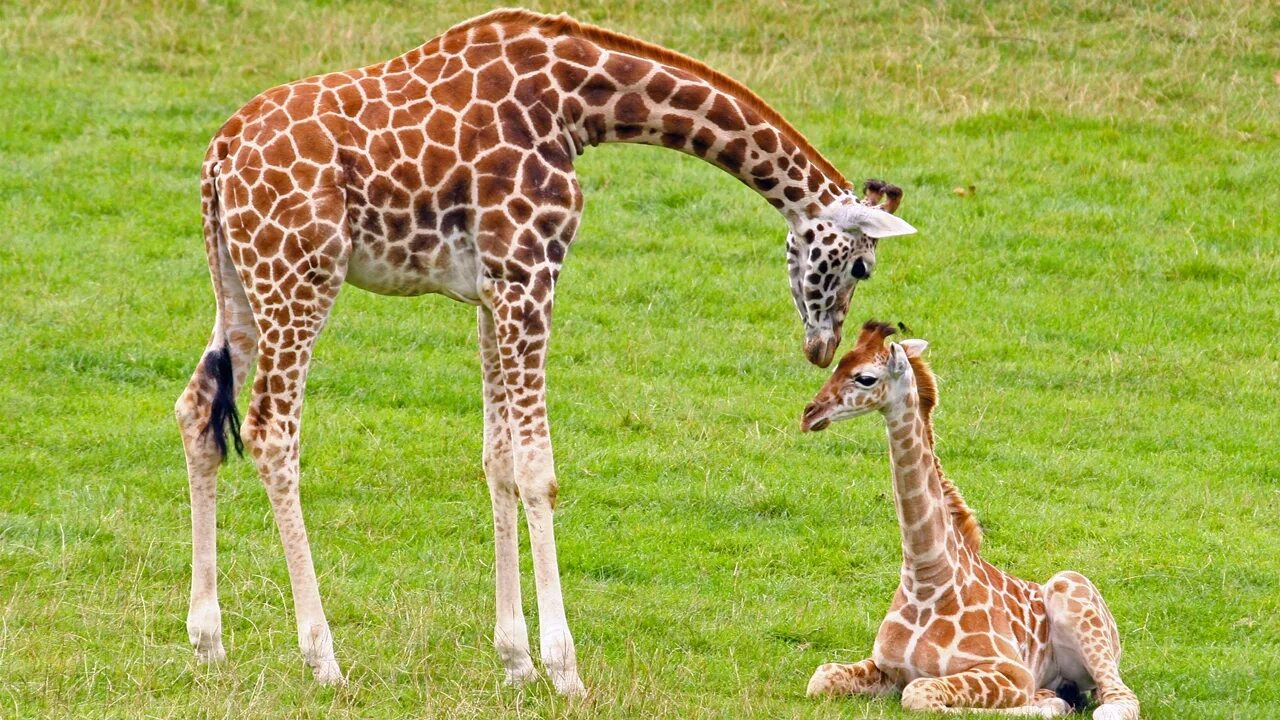 Animals en. Жираф жирафиха Жирафенок. Жираф с детенышем. Детеныш жирафа. Маленькие Жирафы.