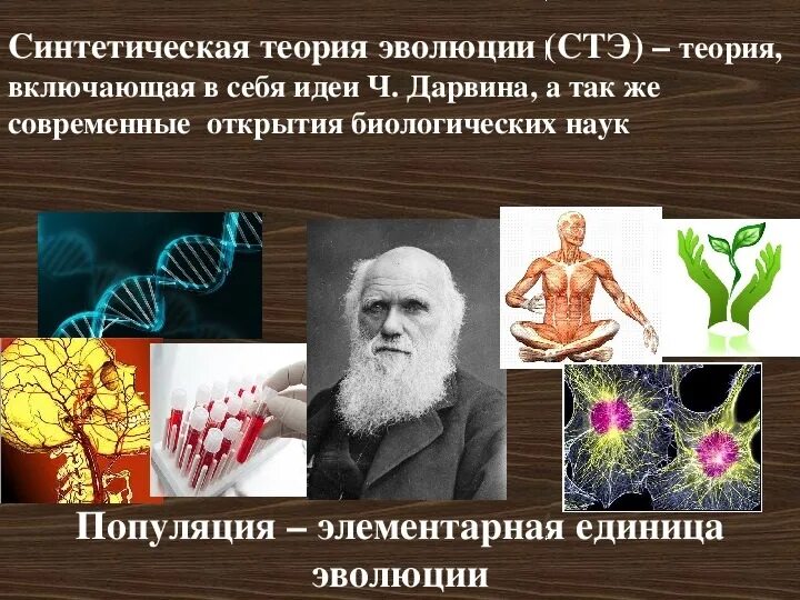 Тема синтетическая теория эволюции. Синтетическая теория эволюции презентация 9 класс биология. Современная синтетическая теория эволюции. Синтетическая теория эволюции это в биологии. Современные теории эволюции биология.