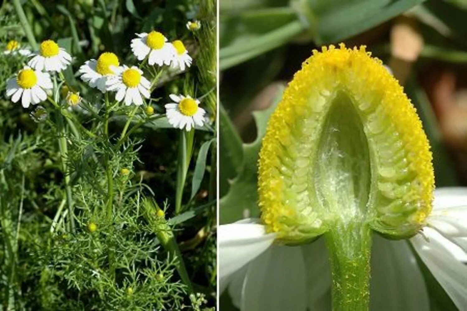 Matricaria recutita. Ромашка аптечная – chamomilla recutita. Плод ромашки аптечной. Нивяник обыкновенный. Цветок и соцветие ромашки аптечной.