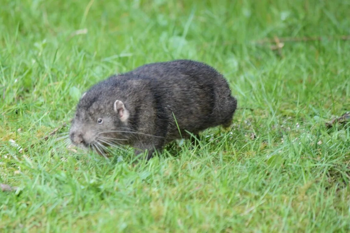 Aplodontia Rufa. Земляная крыса полевка. Слепыш-карбыш. Полевка хомяк.