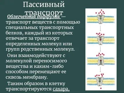 Почему осмос пассивный транспорт
