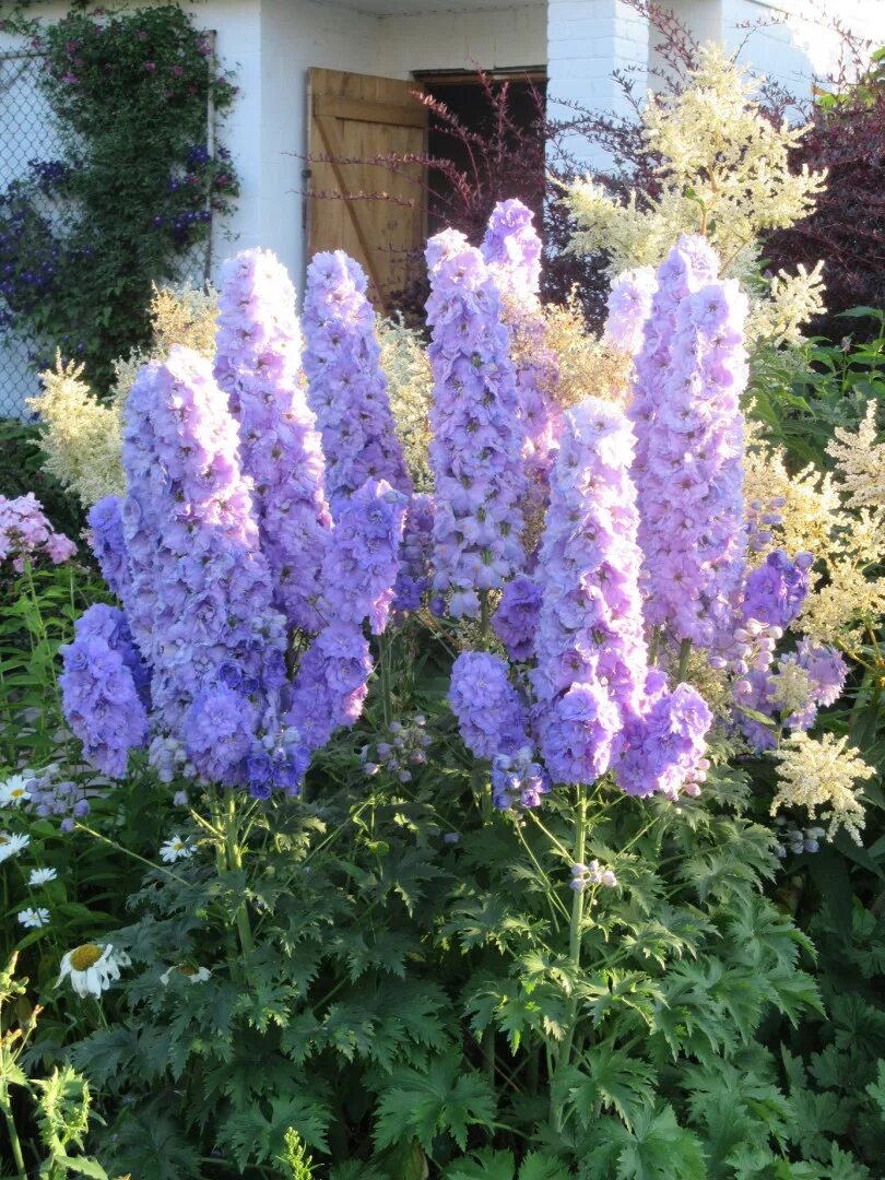 Дельфиниум многолетний из семян. Шпорник дельфиниум. Дельфиниум многолетний из семян. Дельфиниум многолетний из семян. Дельфиниум.