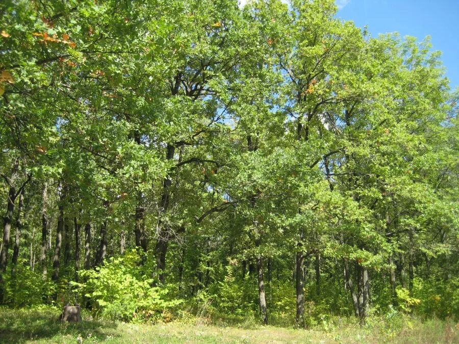 какие леса в мордовии. хвойный лес в мордовии. хвойные леса мордовии. лиственный лес в пойме реки. лес мордовского заповедника.