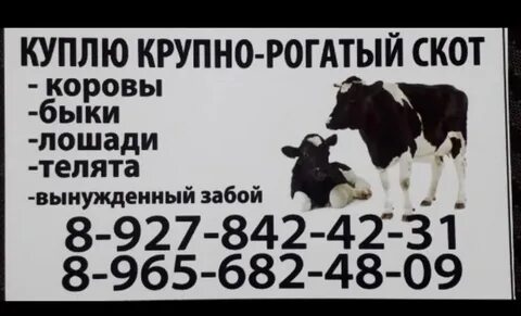 Сдам крс