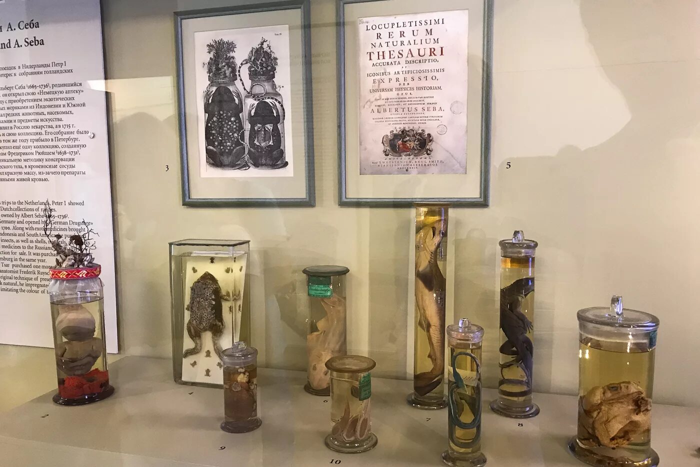 Музей петра 1 в санкт-петербурге. Ночь музеев в питере. Бенинская бронза в кунсткамере. Музей антропологии и этнографии в санкт-петербурге. Музей антропологии и этнографии (кунсткамера) ран.