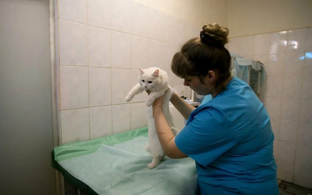 Ветклиника дружба. Ветеринар нижний. Ветеринар нижний. Ветеринары нижний новгород ул. Ветеринарная клиника лель.