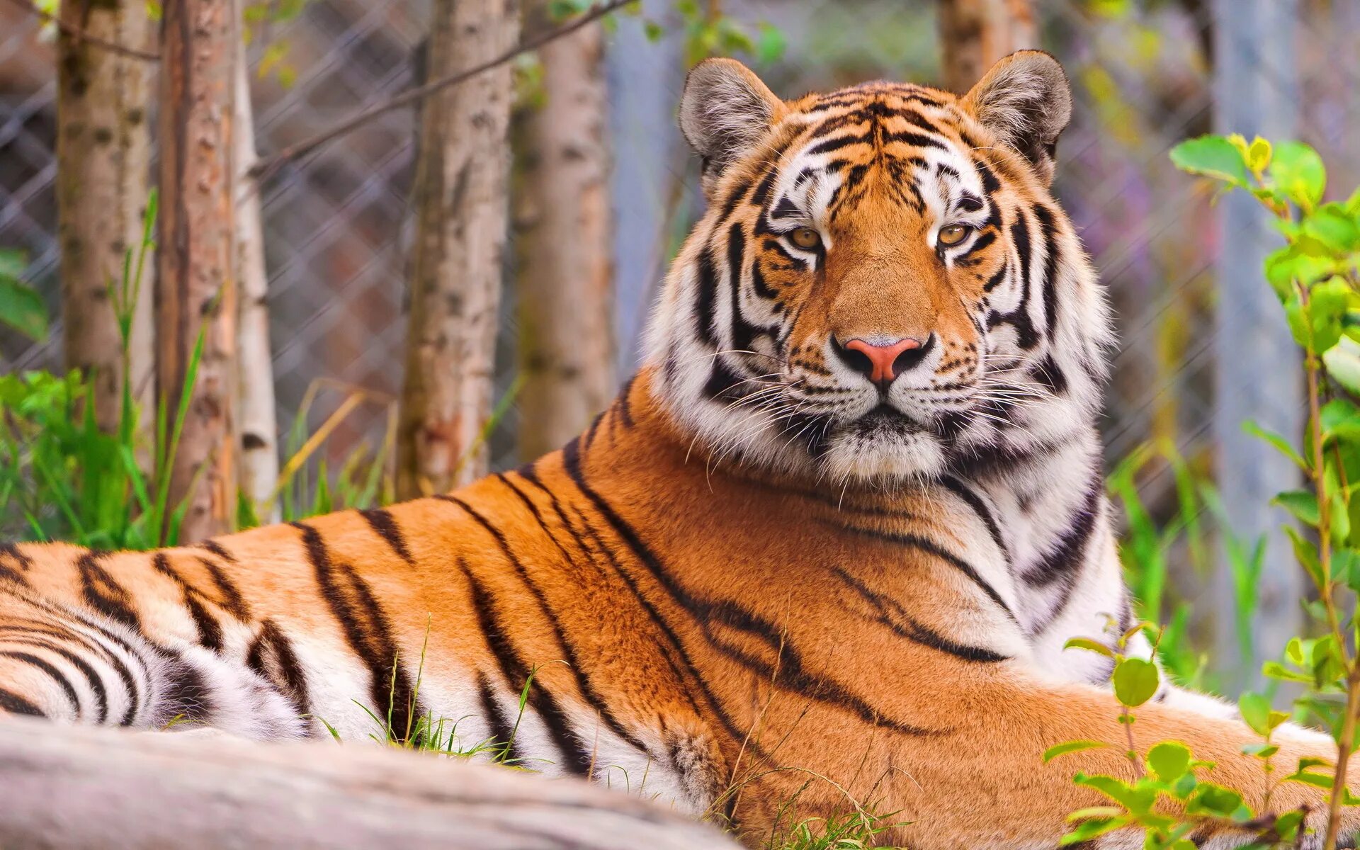 Тайгер тигр. Уссурийский тигр. Суматранский тигр. Амурский тигр красавец. Обои тигры на рабочий