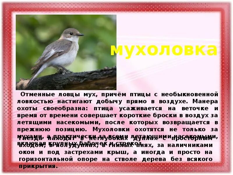 Серая мухоловка juvenile. Мухоловка пеструшка птенец. Мухоловка обыкновенная птица. Мухоловка крымская птица. Мухоловка обыкновенная птица.