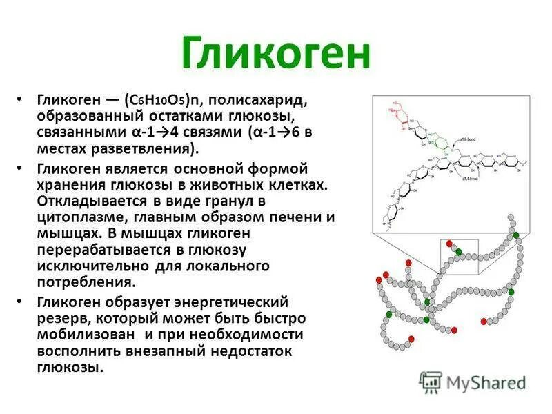 Основная функция гликогена